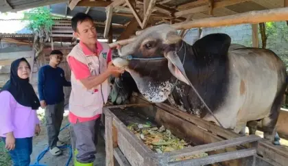 kesehatan hewan kurban