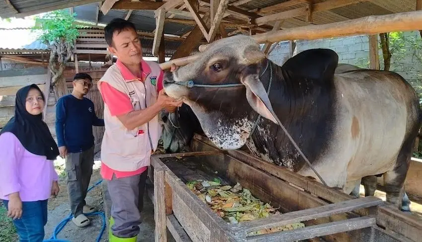 kesehatan hewan kurban