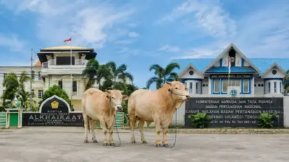 PB Alkhairaat terima bantuan sapi