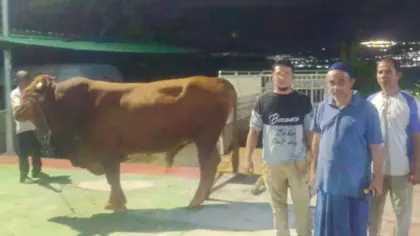 sapi kurban