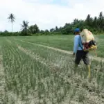 mikroba bawang merah lokal Palu