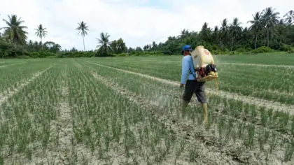 mikroba bawang merah lokal Palu