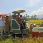 Panen Raya Padi Organik