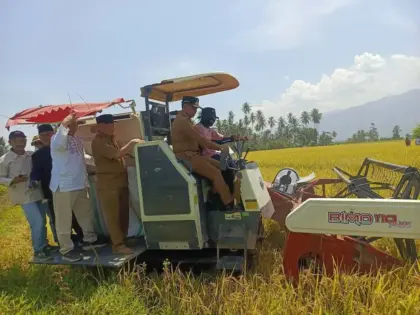 Panen Raya Padi Organik