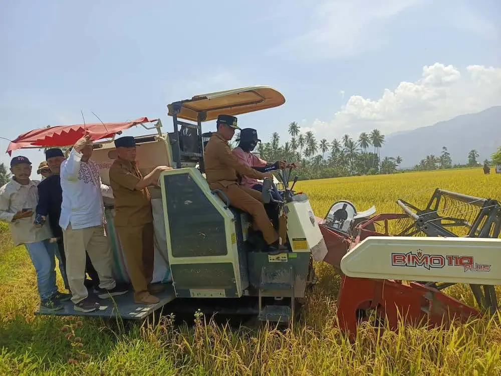 Panen Raya Padi Organik
